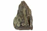 Triceratops Shed Tooth - Montana #98345-1